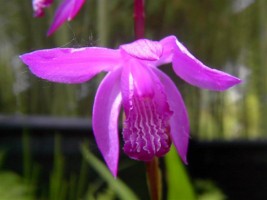 Bletilla